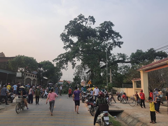 Cây đa hơn 300 tuổi gãy cành, 4 học sinh nhập viện - 1 Cây đa hơn 300 tuổi gãy cành, 4 học sinh nhập viện - 1