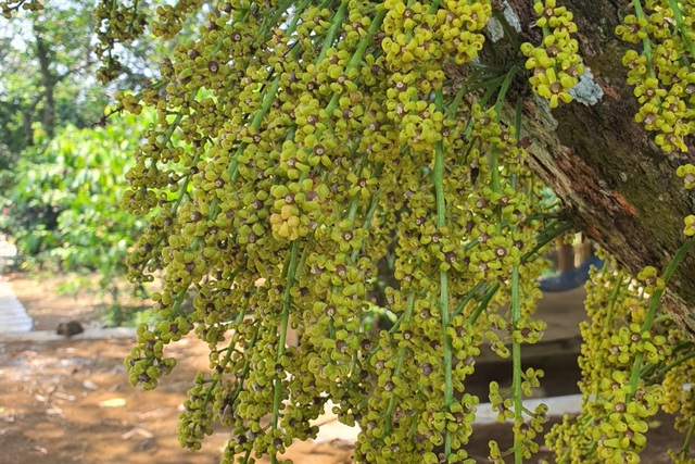 Flowers growing from beautiful stems are surprisingly attractive to visitors to check-in in Phu Yen - 4