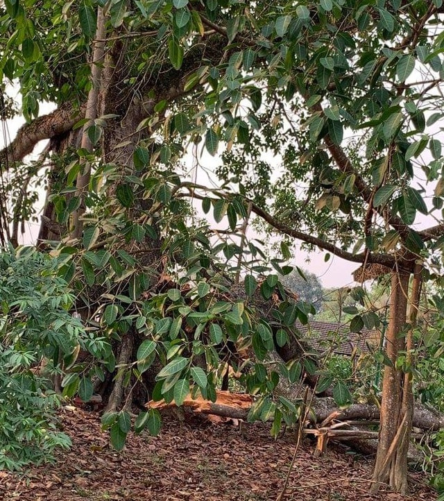 Tuy nhiên, chiều 31/3, những cành lớn của cây đa Làng Trù bất ngờ gãy cành. Tuy nhiên, chiều 31/3, những cành lớn của cây đa Làng Trù bất ngờ gãy cành.
