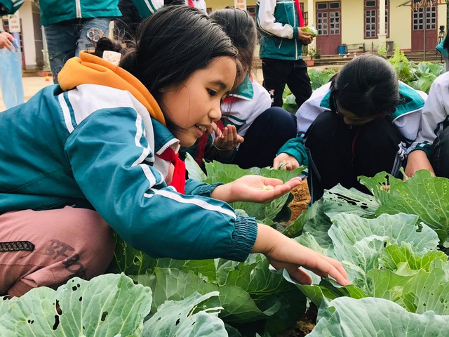 Học sinh thích thú khi giờ học là bắt sâu, là su hào, bắp cải, khoai tây... - 3