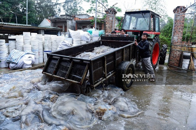 Vào mùa sứa biển, ngư dân Thanh Hóa có tiền triệu nhờ lộc trời - 3 Vào mùa sứa biển, ngư dân Thanh Hóa có tiền triệu nhờ lộc trời - 3