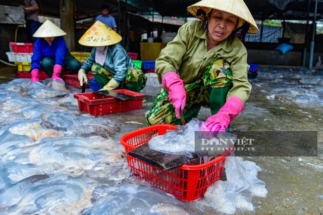 Vào mùa sứa biển, ngư dân Thanh Hóa có tiền triệu nhờ lộc trời - 4 Vào mùa sứa biển, ngư dân Thanh Hóa có tiền triệu nhờ lộc trời - 4