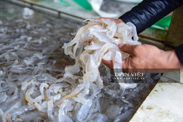 Vào mùa sứa biển, ngư dân Thanh Hóa có tiền triệu nhờ lộc trời - 5 Vào mùa sứa biển, ngư dân Thanh Hóa có tiền triệu nhờ lộc trời - 5