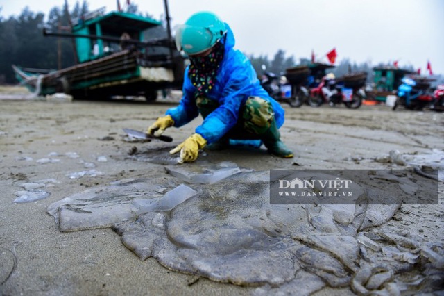 Vào mùa sứa biển, ngư dân Thanh Hóa có tiền triệu nhờ lộc trời - 9 Vào mùa sứa biển, ngư dân Thanh Hóa có tiền triệu nhờ lộc trời - 9