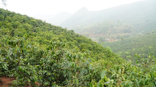 Người dân Sơn La đổi đời từ cây cà phê - 1 Người dân Sơn La đổi đời từ cây cà phê - 1
