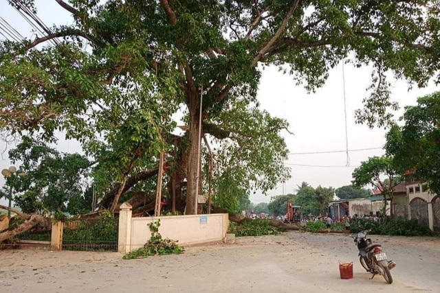 Hai nhánh cây đa Làng Trù tại xã Nghĩa Khánh, huyện Nghĩa Đàn bất ngờ gãy rơi xuống đường khiến 4 học sinh bị thương.jpeg Hai nhánh cây đa Làng Trù tại xã Nghĩa Khánh, huyện Nghĩa Đàn bất ngờ gãy rơi xuống đường khiến 4 học sinh bị thương.jpeg