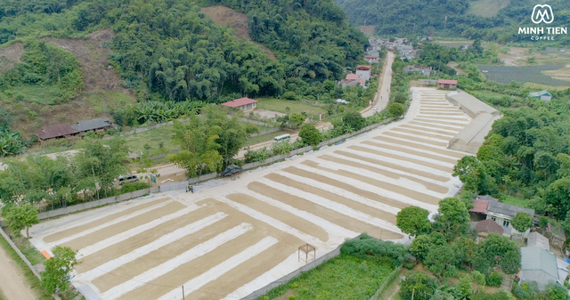 Vì sao phải sơ chế cà phê ngay sau khi thu hái? - 2 Vì sao phải sơ chế cà phê ngay sau khi thu hái? - 2