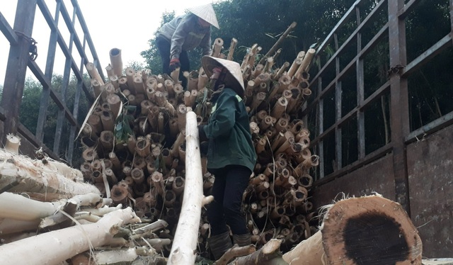 Bươn chải kiếm tiền từ nghề bóc vỏ cây keo - 3 Bươn chải kiếm tiền từ nghề bóc vỏ cây keo - 3