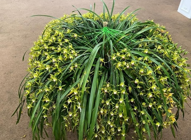 Sự thật về loài hoa lan vua chúa chỉ mấy chục ngàn đồng mua cả ôm - 1 Sự thật về loài hoa lan vua chúa chỉ mấy chục ngàn đồng mua cả ôm - 1