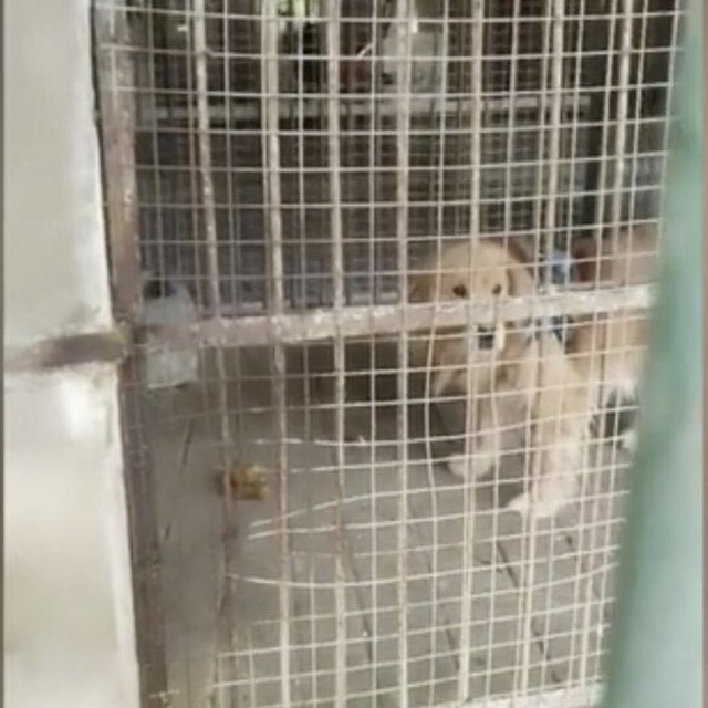 Vườn thú treo đầu dê bán thịt chó: Nhốt chó vào chuồng lừa khách là sư tử - 2 Vườn thú treo đầu dê bán thịt chó: Nhốt chó vào chuồng lừa khách là sư tử - 2