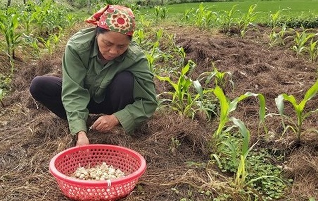 Người làm nghề trồng hành tăm buồn vì điệp khúc: Được mùa - mất giá - 2 Người làm nghề trồng hành tăm buồn vì điệp khúc: Được mùa - mất giá - 2