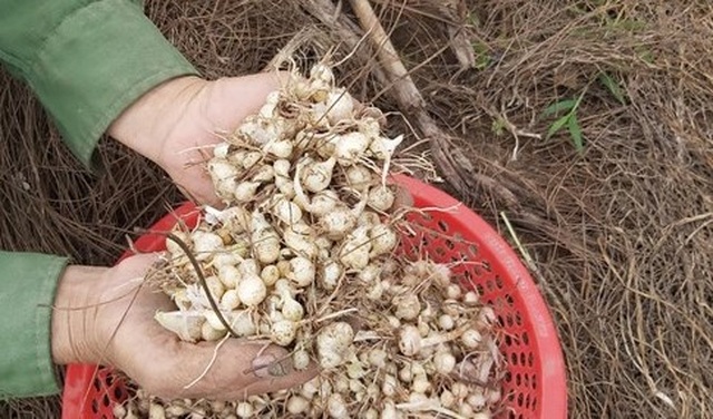 Người làm nghề trồng hành tăm buồn vì điệp khúc: Được mùa - mất giá - 3 Người làm nghề trồng hành tăm buồn vì điệp khúc: Được mùa - mất giá - 3