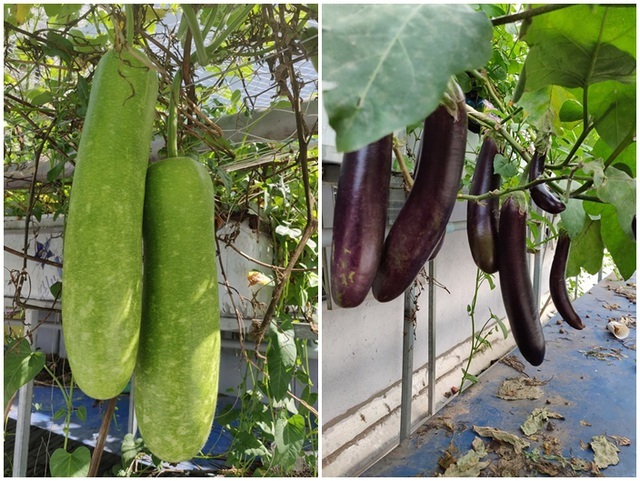 Cảnh trồng rau, nuôi gà, thả cá trên sân thượng của những nông dân phố - 10 Cảnh trồng rau, nuôi gà, thả cá trên sân thượng của những nông dân phố - 10