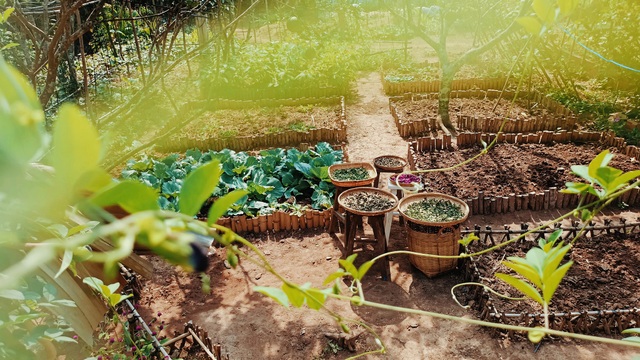Cô gái bỏ phố về quê làm khu vườn 500m2 tràn ngập rau trái ở Bến Tre - 6 Cô gái bỏ phố về quê làm khu vườn 500m2 tràn ngập rau trái ở Bến Tre - 6