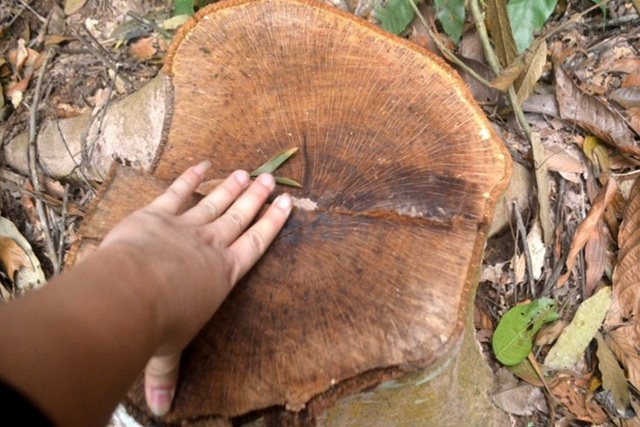 Cận cảnh hàng trăm cây gỗ lớn trong rừng chỉ còn trơ gốc - 8