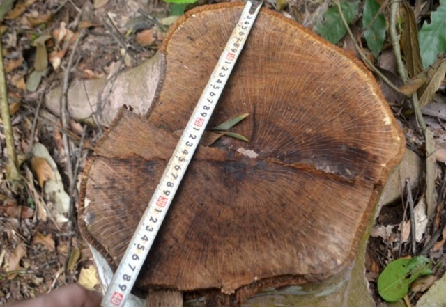 Cận cảnh hàng trăm cây gỗ lớn trong rừng chỉ còn trơ gốc - 10