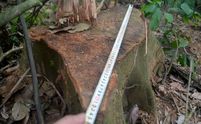 Cận cảnh hàng trăm cây gỗ lớn trong rừng chỉ còn trơ gốc - 3
