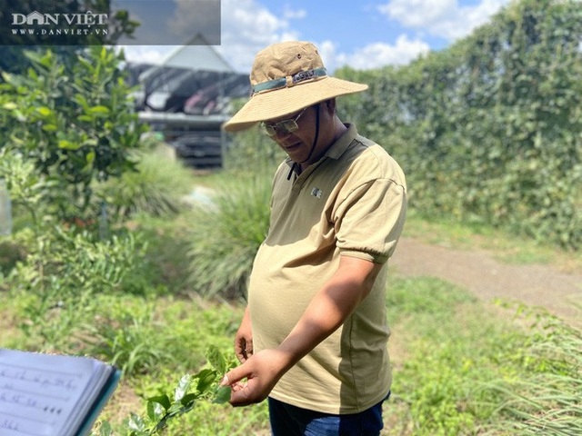 Đồng Nai: Chàng trai bỏ phố về quê trồng chanh, chỉ vặt lá bán cũng thu tiền tỷ - 1