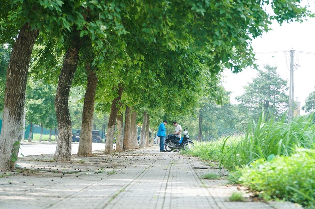 Còn một hàng phong lá đỏ vẫn xanh tốt, đẹp lãng mạn ở Hà Nội - 4