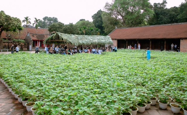 Người Việt đầu tiên nghiên cứu thành công vải gai - 2 Người Việt đầu tiên nghiên cứu thành công vải gai - 2