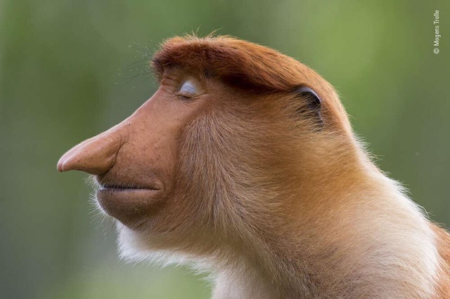 Làm thế nào một chú khỉ có thể trở thành nhiếp ảnh gia? Hãy xem những hình ảnh đáng yêu và hài hước do chúng chụp nhé! Chúng sẽ làm bạn cười vỡ bụng với tài năng và trí tưởng tượng của chúng.