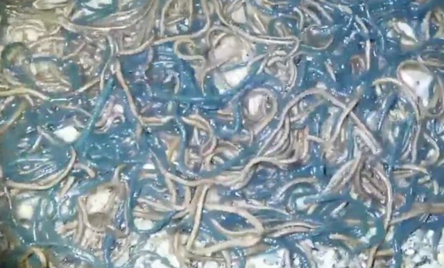 Bí ẩn hàng ngàn con giun trôi dạt vào bờ biển Philippines - 2 Bí ẩn hàng ngàn con giun trôi dạt vào bờ biển Philippines - 2