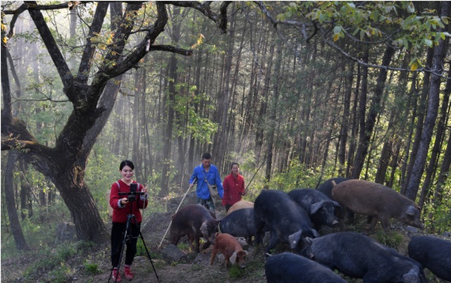 Cô gái chăn nuôi lợn ở làng quê, bán qua livestream kiếm bộn tiền - 1