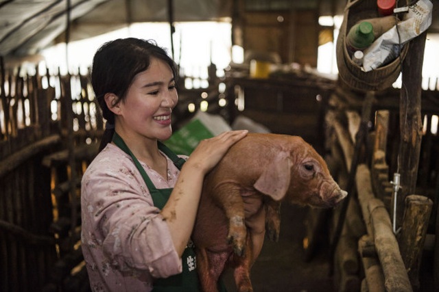 Cô gái chăn nuôi lợn ở làng quê, bán qua livestream kiếm bộn tiền - 3