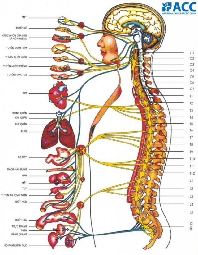 Phương pháp Chiropractic điều trị đau cơ xương khớp - 1 Phương pháp Chiropractic điều trị đau cơ xương khớp - 1