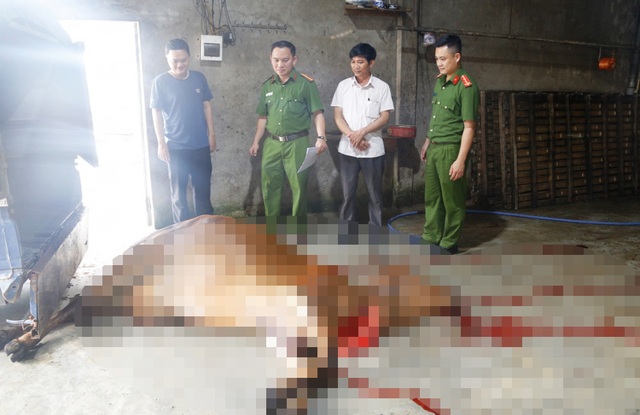 Bắt quả tang chủ lò mổ mua bò đã chết ở vùng dịch về xẻ thịt - 1 Bắt quả tang chủ lò mổ mua bò đã chết ở vùng dịch về xẻ thịt - 1