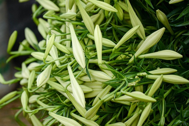 Thủ phủ hoa của tháng tư vào mùa chính vụ - 4 Thủ phủ hoa của tháng tư vào mùa chính vụ - 4