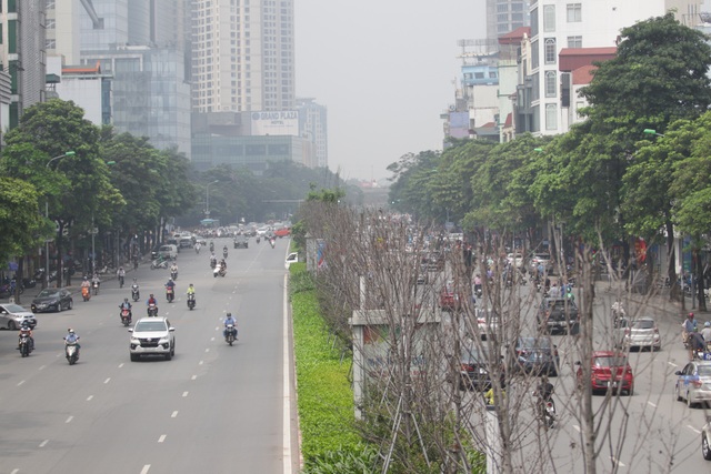 Hàng phong lá đỏ thất thủ ở Hà Nội, tiêu tan giấc mộng trời Âu - 3 Hàng phong lá đỏ thất thủ ở Hà Nội, tiêu tan giấc mộng trời Âu - 3