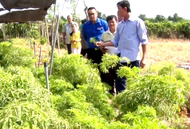 Tiền Giang: Liều trồng sâm tiến vua, ông nông dân bất ngờ thành tỷ phú - 3 Tiền Giang: Liều trồng sâm tiến vua, ông nông dân bất ngờ thành tỷ phú - 3