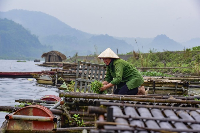 Thủy sản chết bất thường hàng loạt, dân khốn khổ tìm nơi lánh nạn cho cá - 4