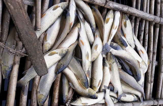 Vụ cá chết hàng loạt trên sông: Lộ diện thêm 2 đơn vị đầu độc sông Mã - 1