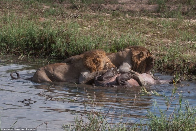 Chùm ảnh: Hà mã và cuộc chiến sống còn với những con sư tử đói - 10