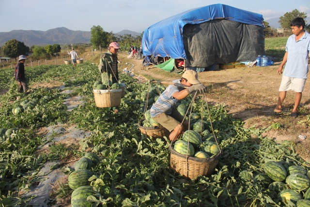 Thăng trầm đời phu gánh dưa trên vùng chảo lửa - 4 Thăng trầm đời phu gánh dưa trên vùng chảo lửa - 4