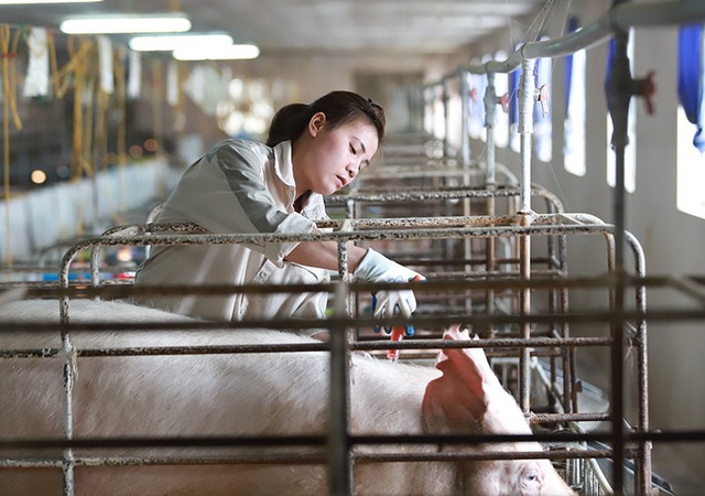 Bỏ biên chế nhà nước về nuôi lợn, mỗi năm thu hơn 1 triệu USD - 3