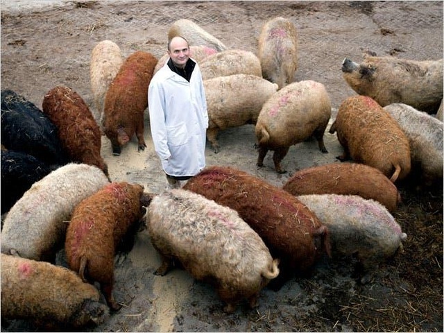 Bí mật về loài lợn bảo vật ngon nhất thế giới, giá gần nửa triệu đồng/ kg - 6