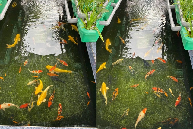 Ông bố đảm tự nuôi cá, trồng rau trĩu trịt trên sân thượng ở Sài Gòn - 4 Ông bố đảm tự nuôi cá, trồng rau trĩu trịt trên sân thượng ở Sài Gòn - 4