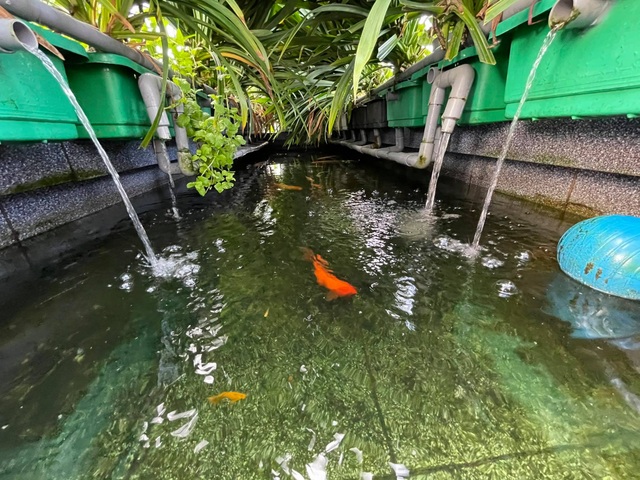 Ông bố đảm tự nuôi cá, trồng rau trĩu trịt trên sân thượng ở Sài Gòn - 8 Ông bố đảm tự nuôi cá, trồng rau trĩu trịt trên sân thượng ở Sài Gòn - 8