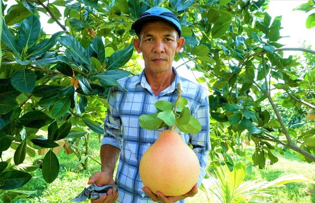 Bưởi lạ vỏ hồng, ruột hồng mùi vị thơm nồng, ăn một lần là nhớ mãi - 4