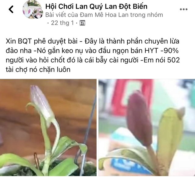 Mù quáng lao vào lan đột biến tiền tỷ: Kẻ bán nhà, người vỡ nợ (!?) - 1 Mù quáng lao vào lan đột biến tiền tỷ: Kẻ bán nhà, người vỡ nợ (!?) - 1