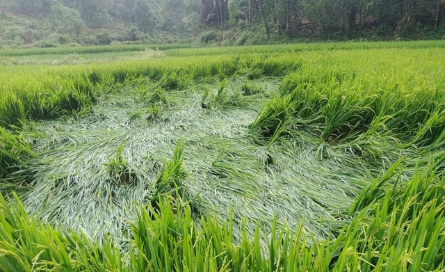 Trên địa bàn 2 xã Cao Sơn và Lĩnh Sơn không có thiệt hại về nhà cửa nhưng hàng chục ha hoa màu và cây nguyên liệu bị gãy đổ, hư hỏng. Trên địa bàn 2 xã Cao Sơn và Lĩnh Sơn không có thiệt hại về nhà cửa nhưng hàng chục ha hoa màu và cây nguyên liệu bị gãy đổ, hư hỏng.