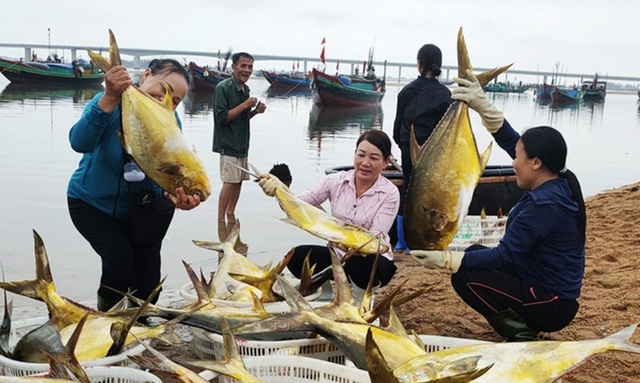 Ngư dân trúng mẻ cá vàng thu về hơn 600 triệu đồng - 1