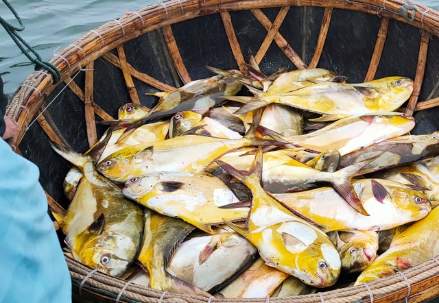 Ngư dân trúng mẻ cá vàng thu về hơn 600 triệu đồng - 2
