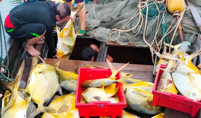 Ngư dân trúng mẻ cá vàng thu về hơn 600 triệu đồng - 3 Ngư dân trúng mẻ cá vàng thu về hơn 600 triệu đồng - 3