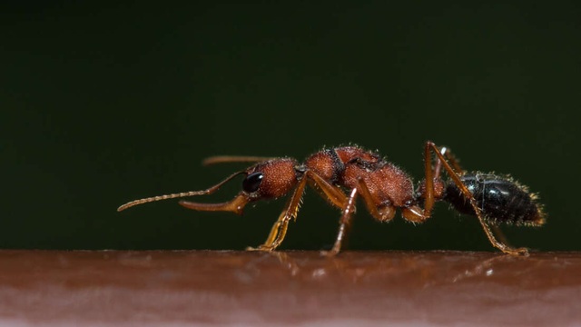 Loài kiến kì lạ thu nhỏ bộ não để làm kiến chúa - 1