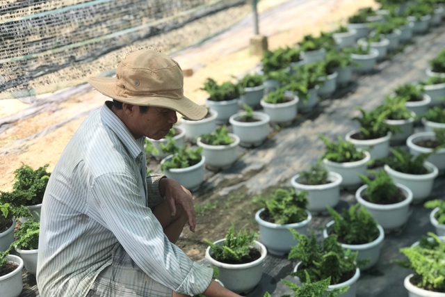 Bỏ phụ hồ về trồng hoa giấy, lão nông thu 500 triệu đồng mỗi năm - 4 Bỏ phụ hồ về trồng hoa giấy, lão nông thu 500 triệu đồng mỗi năm - 4