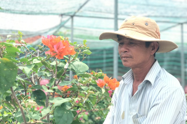 Cây hoa giấy Thái Lan nét đẹp giản dị tạo điểm nhấn cho không gian sống